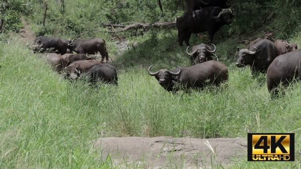 Cape Buffalo Grazing In Dry Riverbed