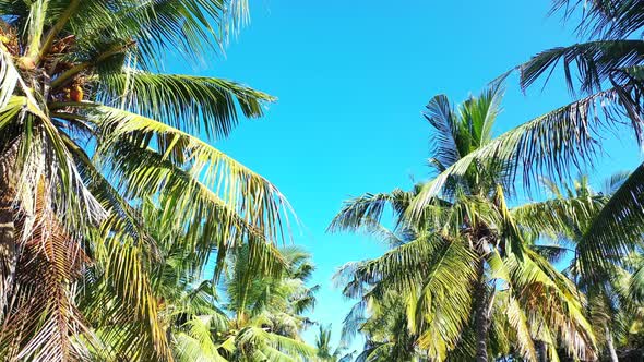 Tropical drone copy space shot of a summer white paradise sand beach and aqua turquoise water backgr