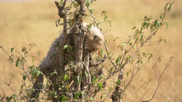 Cheetah cub in bushes