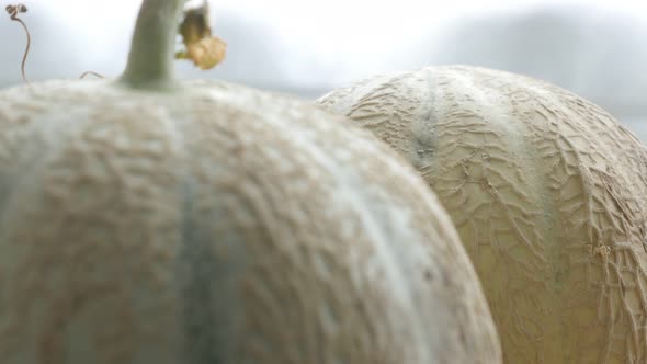 Close-up of fresh melons concept  food background  tilting 4K 2160p 30fps UltraHD footage - Slow til