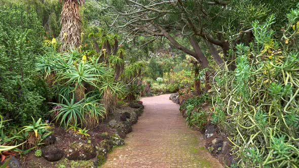 Camera Moving Along Path with Fancy Plants in Jardin Botanico Viera and Clavijo, Gran Canaria, Spain