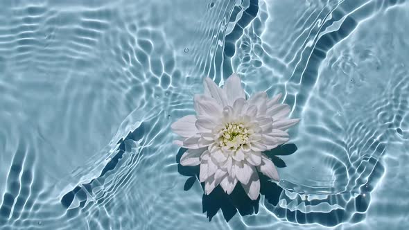 Top View Slow Motion of White Chrysanthemum Flowers on Water Surface and Waves on Blue Background