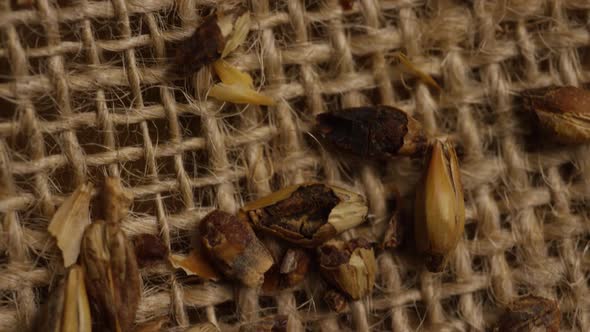 Rotating shot of barley and other beer brewing ingredients 