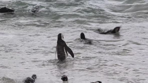 penguins swim and play in ocean