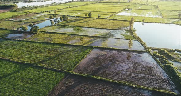 aerial view flying green rice farm