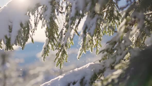 Snow Particles Falling Down From the Spruce Branches