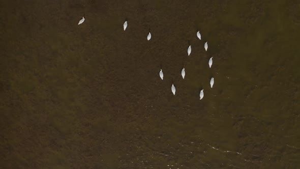 Aerial Video White Swans on a Lake in the Wild