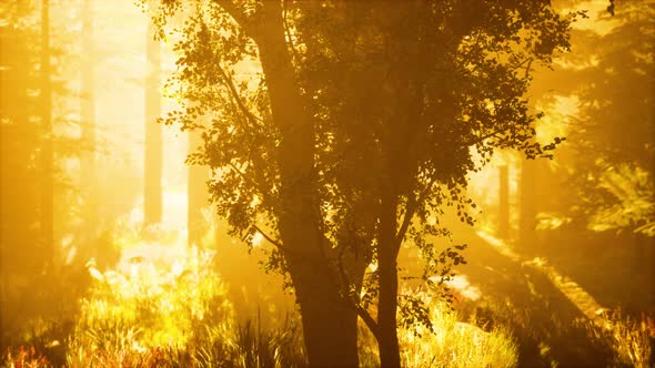 Depth of Coniferous Forest with Magical Sunlight Passing Between the Trees