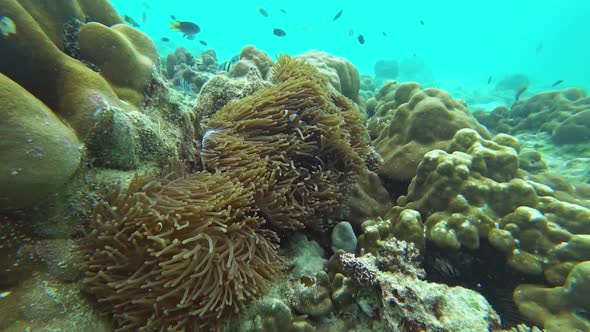 Clownfish Shelters and Anemone Underwater