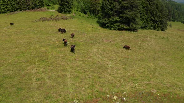 Video of a picturesque summer meadow with meekly grazing cows