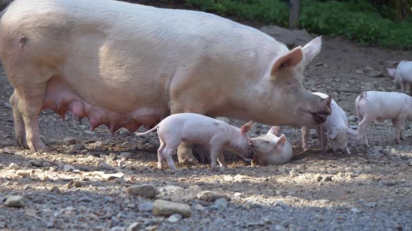 Close up of Pig Family eating on countryside farm with piglets in summer