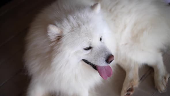 Young White Dog of Samoyed Breed Lies on Floor and Breathes with His Tongue Out