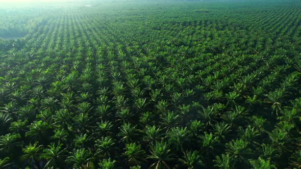 Drones fly over palm oil trees planted on large commercial farms