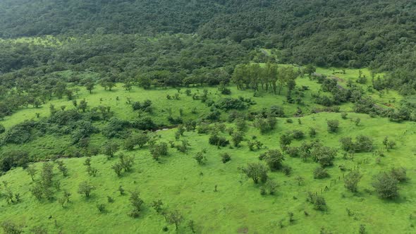 Drone flying over the open grasslands and jungle patches at foothills of the western ghats during mo