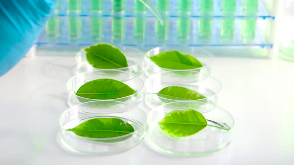 View of a Scientist Drips a Drug To Accelerate Growth on Green Leaves in Petri Dishes.