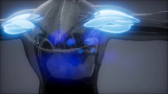 Deltoid - Visible Muscle Anatomy Map alt