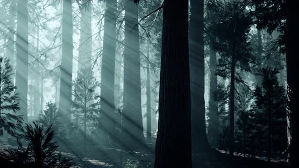 Black Tree Trunk in a Dark Pine Tree Forest