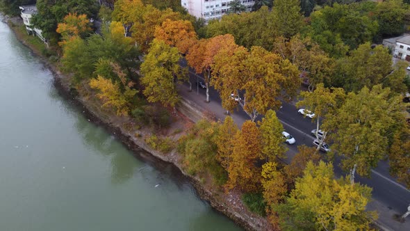 Seagulls And Autumn Trees By The Riverside Highway