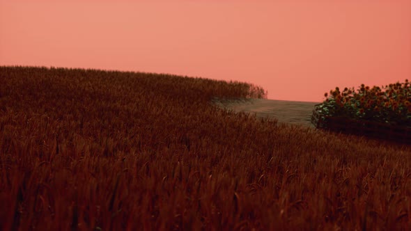 Gold Wheat Field at Sunset Landscape