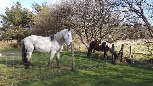 White Horse Having a Good Rub Against Fence in Ireland