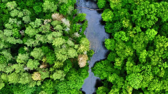 Old green forest and river in Poland, aerial view, Tuchola national park