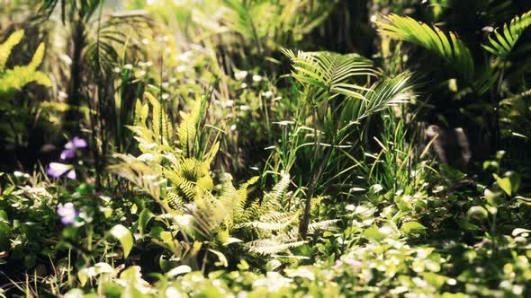 Close Up Jungle Grass and Plants alt