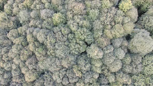 Aerial Drone Tree View