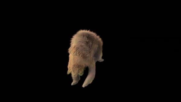 137 Bear Dancing HD