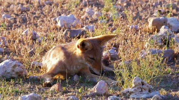 Black-Backed Jackal Resting On The Ground Surrounded By Rocks And Basking In The Beautiful Morning L