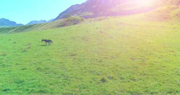 Flight Over Wild Horses Herd on Meadow. Spring Mountains Wild Nature. Freedom Ecology Concept