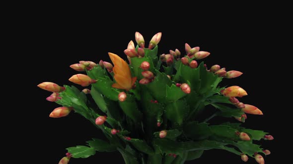 Time-lapse of growing and blooming orange Christmas cactus