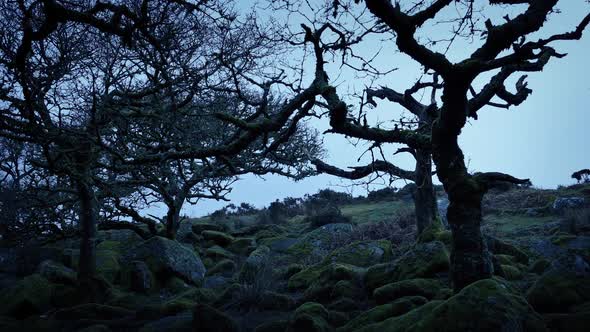 Old Growth Trees in Barren Wilderness