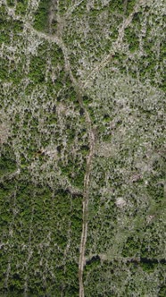 Zanzibar Tanzania  Ocean Shore Covered with Green Thickets Vertical Video