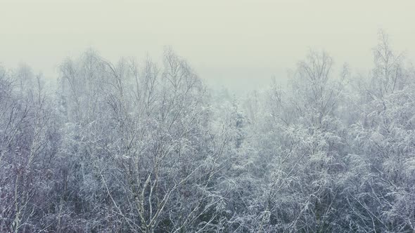 Aerial View of Winter Forest with Snow