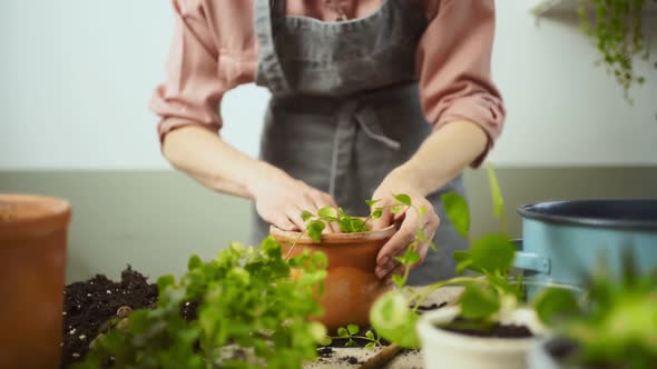 Crop female gardener planting kiereweed