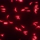 Red Circuits Loop - VideoHive Item for Sale