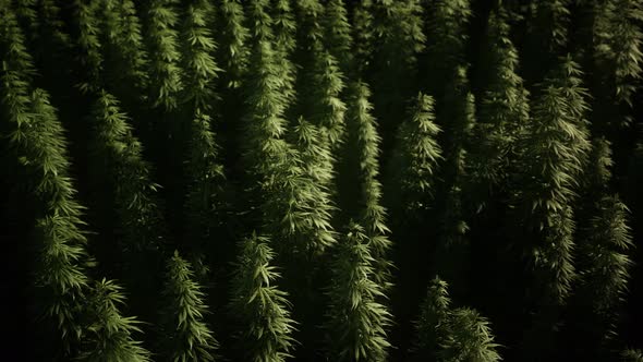 Thickets of Marijuana Plant on the Field