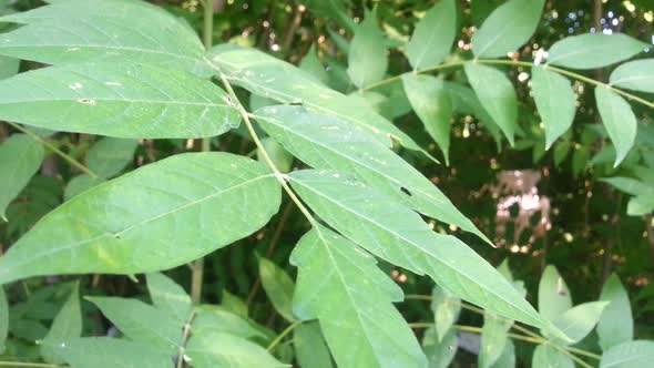 Tree Leaves