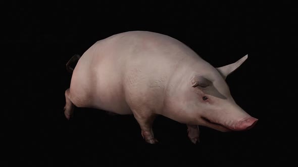 Pig 2