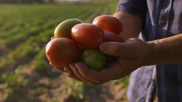 Hands of Farmer Holding Fresh Tomatoes