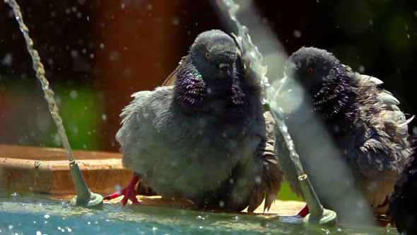 Pigeons Near The Fountain 