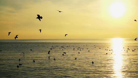 Seagulls Over Sea