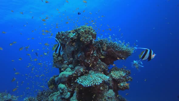 Coral Reef and Fishes Underwater