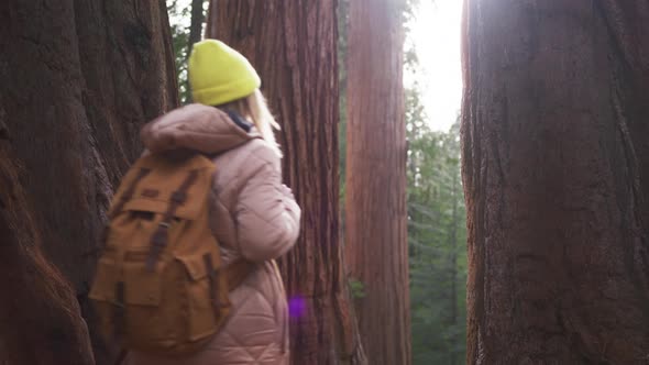 Traveller Blogger Walk in Beautiful Mountain Forest Between Giant Sequoia Trees