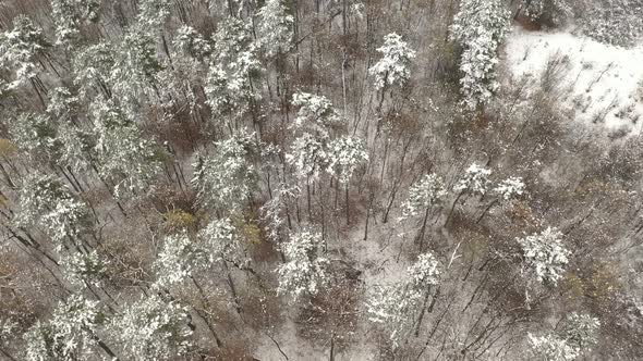 Slow ascending over forest after snowing 4K drone footage