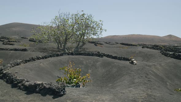 Flying over La Geria vineyards, Lanzarote