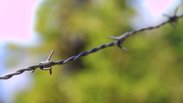 Barbwire in a Nature Close View