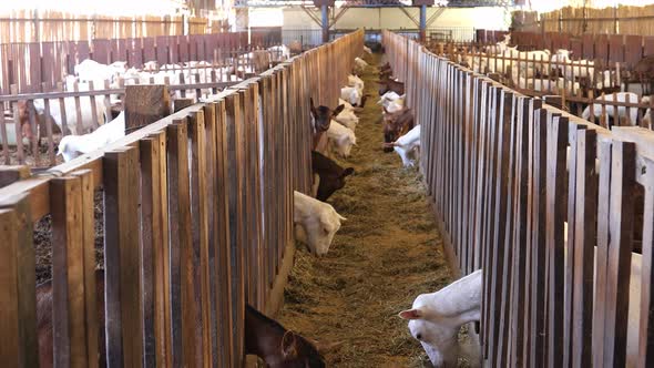 Gimbal pan right shot of goats feeding in corral