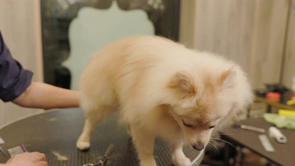 Happy cute white Pomeranian Dog getting groomed at salon. Professional cares for a dog