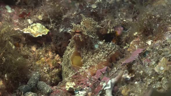 Reef Octopus close up on reef in the Mediterranean Sea
